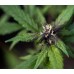Crystal Meth Auto - FastBuds